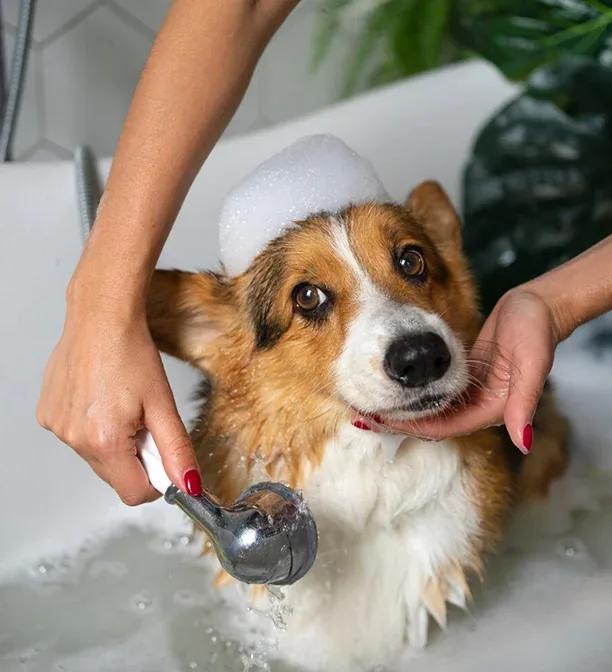 Baño y grooming