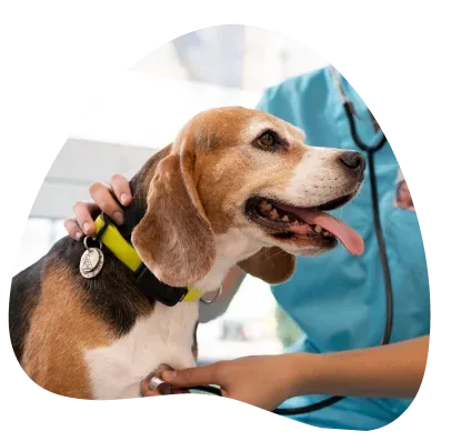 Revisión de un beagle en consulta